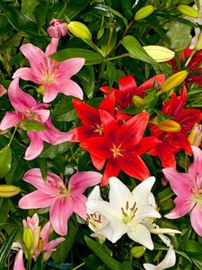 Lilium Aziatisch Mix 